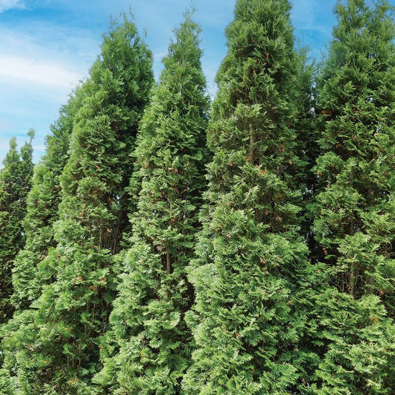5 Murray Cypress Trees Live Plants - Zone: 5-9