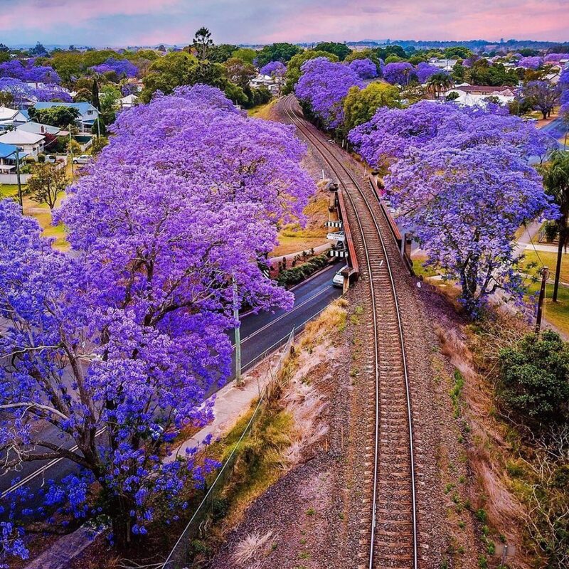 Purple Blue Jacaranda Mimosifolia Tree Live Plant Great for Bonsai - Zones 9-11