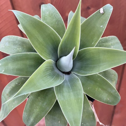 2 Green Fox Tail Agave Attenuata Plants for Sale - 4" Tall