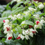 1 Clerodendrum White Bleeding Heart Tree 4-8 Inch Tall