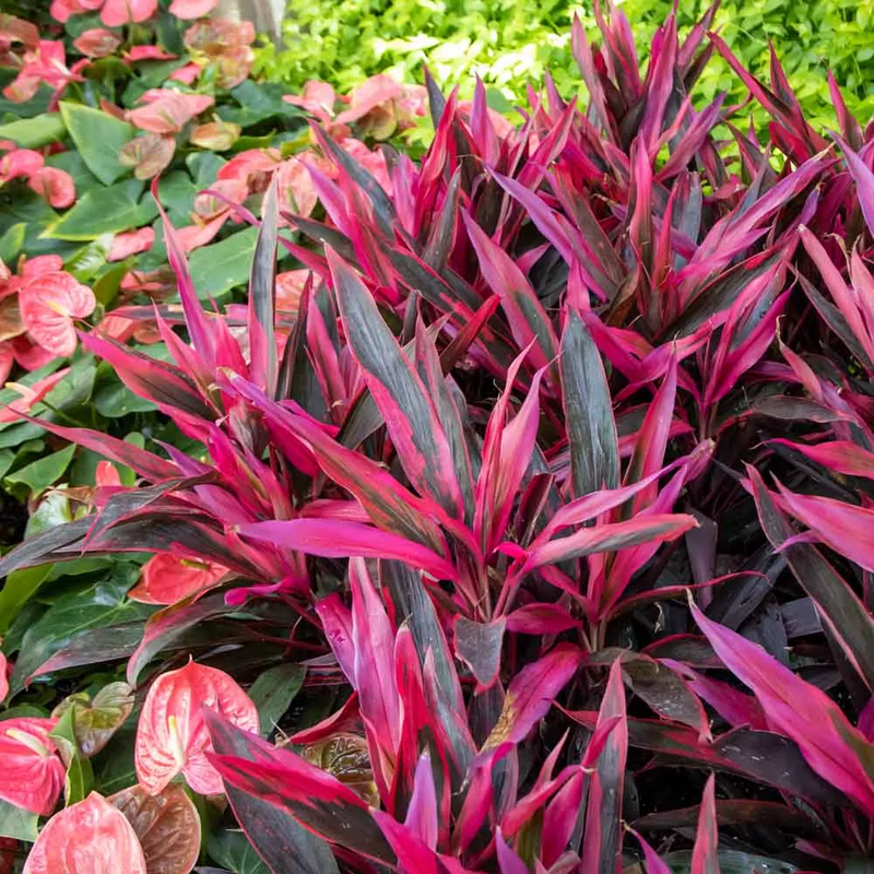 3 Cordyline Red Sister Hawaiian Ti Plants Rooted 7-10 Inc