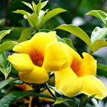 2 Yellow Allamanda Plants 4-6 Inc