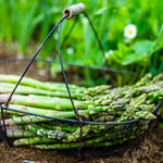 25 Mary Washington Asparagus Crowns - 2 Year Asparagus Roots