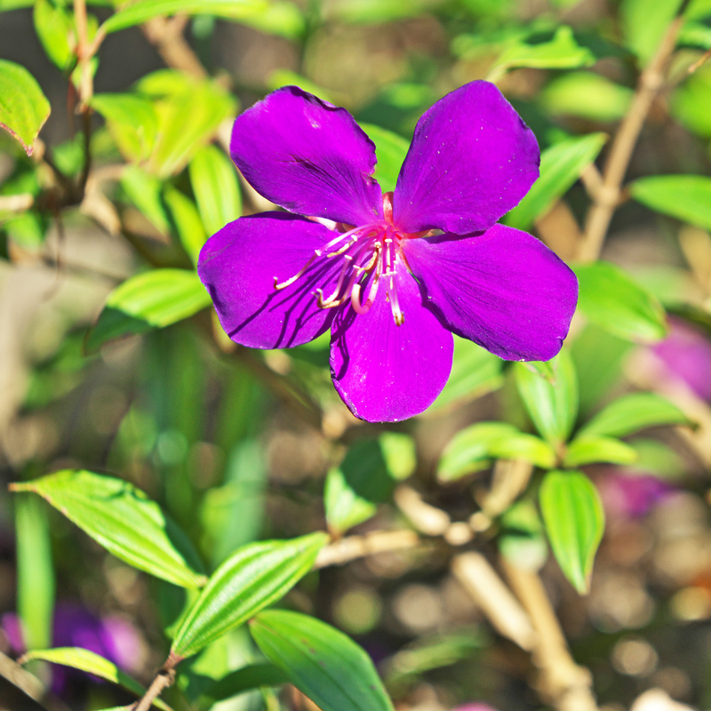 2 Purple Tibouchina Plants 3-5 Inc Tall