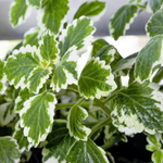 2 Plectranthus Variegated Swedish Ivy Plants Live 4-8 Inch Tall, In 4 Inch Pot