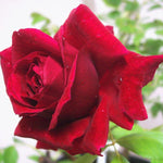 Red Rose Plant Live