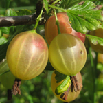 Gooseberry Plant 5-9 Inc Tall (Many Types)