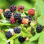 Navaho Blackberry Plants