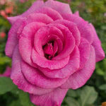 Melody Perfume Rose Bush