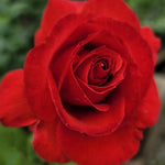 Camara Red Rose Plant Live