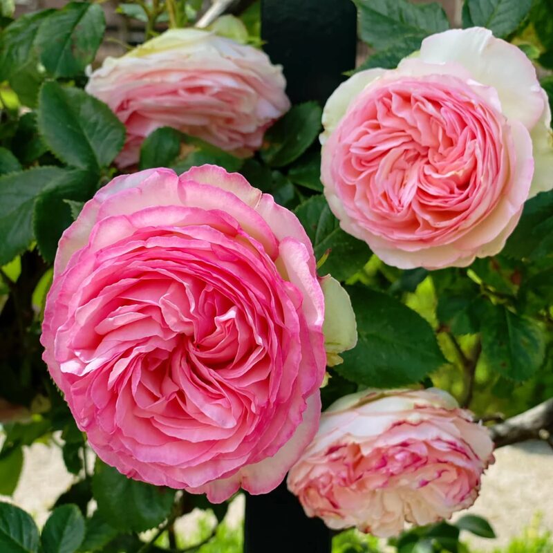 Eden Rose Pink Climbing Rose Plant Live