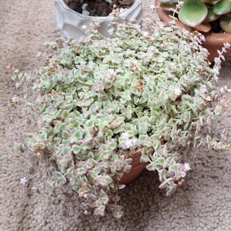 Little Missy Sedum Plant - 4 Inches Pot - Variegated Succulent, Trailing Plant - Stonecrop Ground Cover Plant