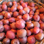 Red Seed Potatoes for Planting, Fresh Heirloom and Non GMO Potato Seeds, Potato Tuber, 2 Pound