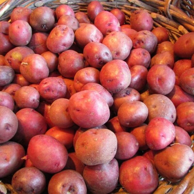 Red Seed Potatoes for Planting, Fresh Heirloom and Non GMO Potato Seeds, Potato Tuber, 2 Pound