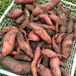 Sweet Potato Live Plant, Ipomoea Batatas Starter, 4-Inch Pot