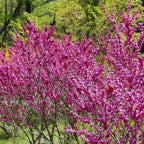 10 Eastern Redbud Trees Seedlings Bare Roots - 6-12” Tall