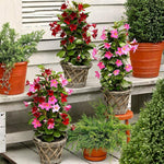 2 Random Mandevilla Plants Live 4–7" Tall, Live Mandevilla Flowering Tropical Vines for Patio, Containers and Backyard Landscaping