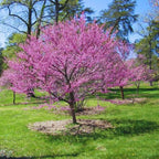 15 Eastern Redbud Trees Seedlings Bare Roots - 6-12” Tall