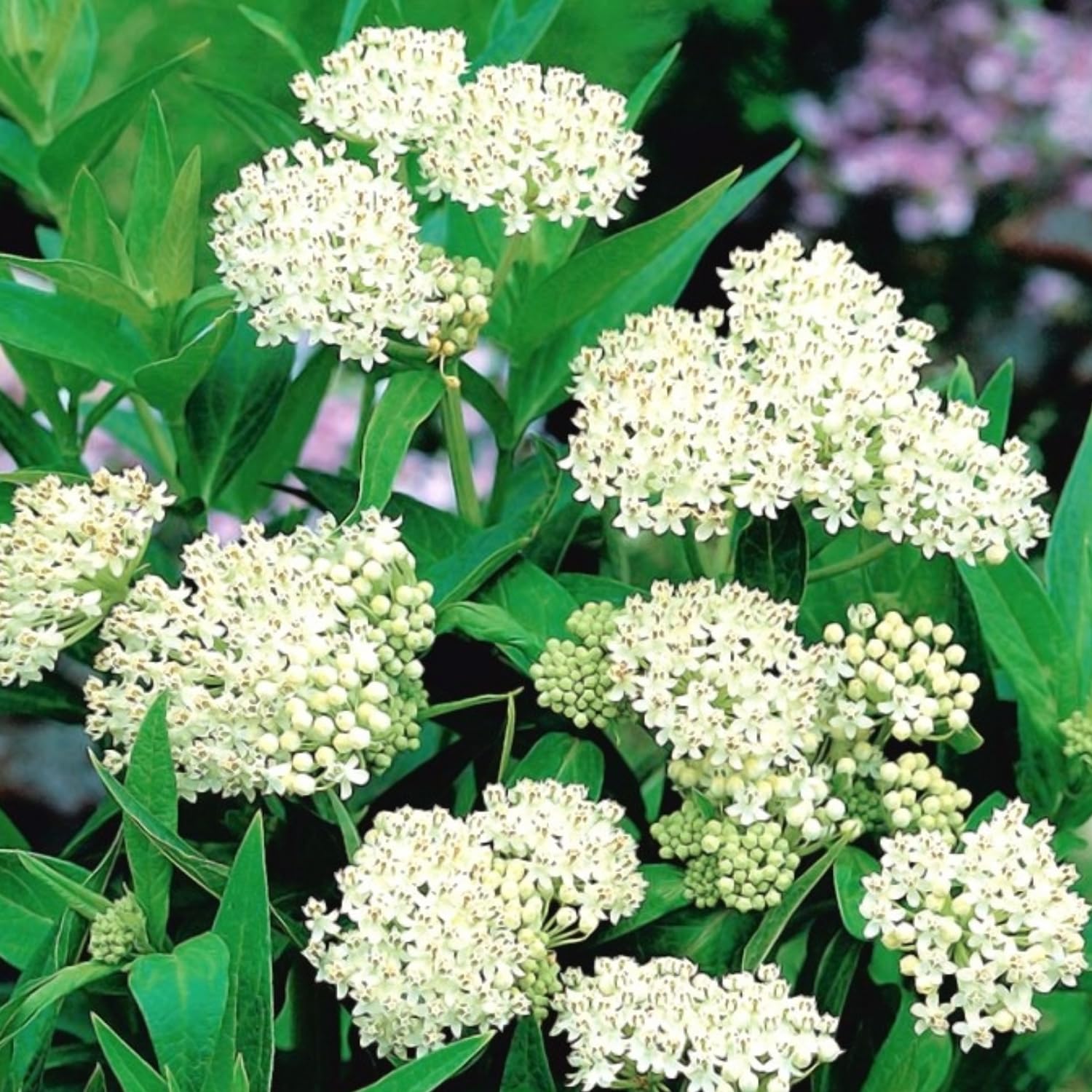 2 White Milkweed Plants Live Starter Size, 5-9" in Tall, Outdoor Planting, Spring Blooms, Cold Hardy, Perennial