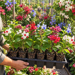 2 Assorted Clerodendrum Bleeding Heart Plants Live, Vine Plant, 5-9" Tall