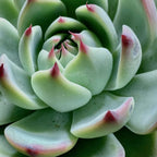 Echeveria Colorata Succulent Plants