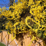 1 Lynwood Gold Forsythia Shrub 6-14 Inc Height, in Pot, Fragrant Forsythia Plant Live to Grow