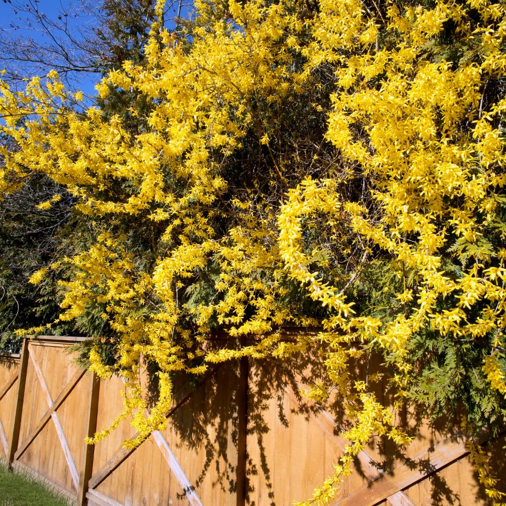1 Lynwood Gold Forsythia Shrub 6-14 Inc Height, in Pot, Fragrant Forsythia Plant Live to Grow