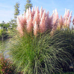 2 Pink Pampas Grass Plants Live, 5-9 Inch Tall, Ornamental Grass Live Plants for Outdoor Landscaping
