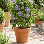 Incarnata Passion Flower Plant, Maypop Incarnata Passiflora 4–7", Well Rooted Flowering Vine for Outdoor Garden