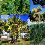 Palm Tree Live Plant, Fully Rooted in 3 Gallon Pot, Rare Tropical Plant Live for Indoor or Outdoor Growing, Huge Green Leaves