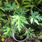 Papaya Plant Live, Tropical Fruit Tree, Fast-Growing Papaya Tree, 5-10 Inches Tall in 4 Inch Pot