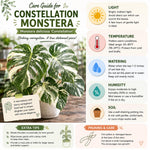 Rare Monstera Plant, Variegated Philodendron Houseplant 4-6'' Tall, Constellation Monstera for Home or Office