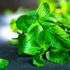 Spearmint Plants Live - 5 to 7 Inch Tall - Fresh Heirloom Mint Plant - Culinary Herb - Indoors Outdoors - Spring/Fall Planting