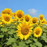Yellow Sunflower Live Plant in 4" Pot - 4-6 Inch Tall