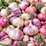 1 Pound Garlic for Planting in Spring Softneck, 5-6 Large Garlic Bulbs for Planting, Fresh and High Yield Bulb Variety Pack, Hardy and Fast Growing