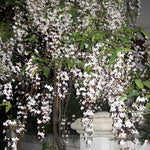 Live Clerodendrum Wallichii Plant, White Flowering Clerodendrum Smithianum for Indoor or Outdoor Growing, Chain of Glory Vine, 5-9 Inch Tall