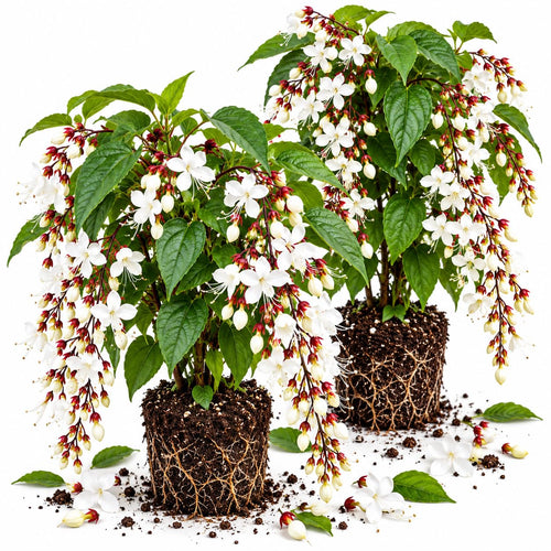 2 Smithianum Wallichii Clerodendrum Vine Live Plants, 5-10 Inch Tall