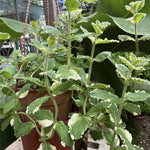 Set of 2 Pineapple Mint Plants Live 4-6 Inches, Perennial Mint Plants, Fragrant Herbs for Growing Outdoor Indoor