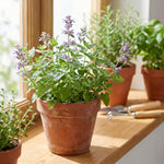 Set 3 Catnip Live Plants, Starter Herb Plants 4-7 Inches, Perennial Catnip for Outdoor Garden