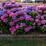 Random Hydrangea Live Plant, 4-6 Inches Tall, Hydrangea Tree Plant, Indoor Outdoor Decorative Flowering Plant, Summer Planting