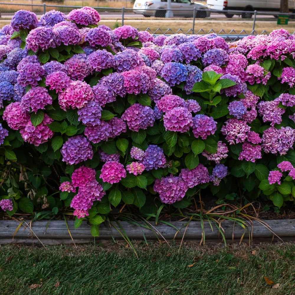 Random Hydrangea Live Plant, 4-6 Inches Tall, Hydrangea Tree Plant, Indoor Outdoor Decorative Flowering Plant, Summer Planting