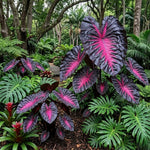 Set 2 Alocasia Live Plants for Planting, 5 to 7 Inc Tall, Indoor Houseplant Alocasia Plant Live, No Pot, Alocasia Colocasia Taro Plants for House Plants (Red Black)