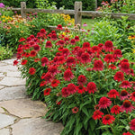 100 Coneflower Seeds for Planting, Echinacea Seeds, Double Coneflower Flower Seed, Heirloom Seed, Perennial Flower Garden