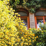 Climbing Roses Live Plant, Yellow Rose Climbing Bushes for Planting, No Pot, Cut Back, Well Rooted, No Leaf for Planting