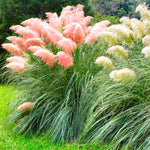2 Mix Pampas Grass Plants Live, 5-9 Inch Tall, Ornamental Grass Live Plants for Outdoor Landscaping