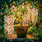 Smithianum Light Wallichii Clerodendrum Plants Live, Starter Size 5-9" in Tall, White Blooms Planting Ornaments Perennial Gardening, Spring Bloom