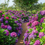 Random Hydrangea Live Plant, 4-6 Inches Tall, Hydrangea Tree Plant, Indoor Outdoor Decorative Flowering Plant, Summer Planting