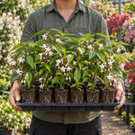 3 Wallichii Smithianum Bleeding Heart Live Plants, 5-10 Inch Tall