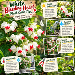 3 White Bleeding Heart Live Plants, Bell Shaped Flower Vine, 5-10 Inch Tall