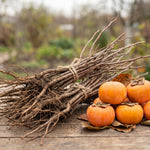 5 Sweet Persimmon Trees Live Plants 1-1.5 Feet Tall, Bare Roots, Hardy Fruit-Bearing Tree Ready to Grow Outdoor